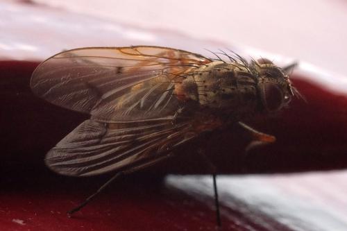 Phaonia tuguriorum